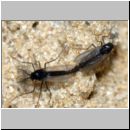 Smittia sp - 4-5mm Zuckmueckenpaarung.jpg